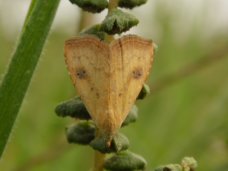 Rivulina sericealis ...senza convinzione